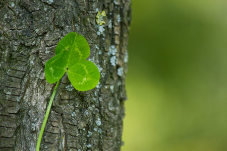 clover