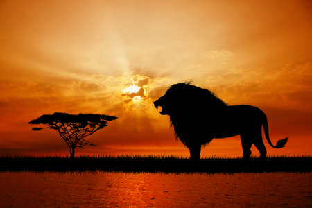 Lion at sunsetの写真素材