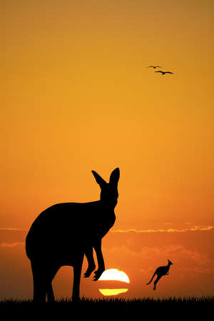 kangaroos at sunsetの写真素材