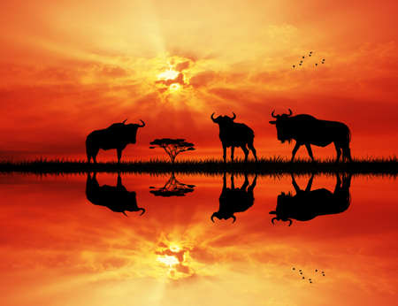 wildebeest at sunsetの写真素材