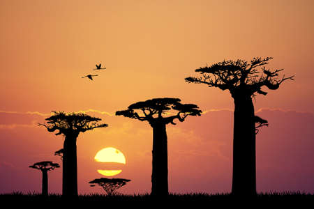 baobab silhouette at sunsetの写真素材
