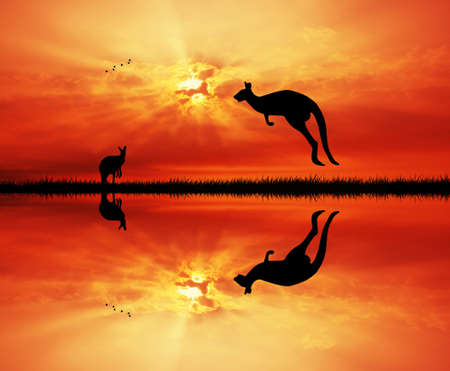 kangaroos at sunsetの写真素材