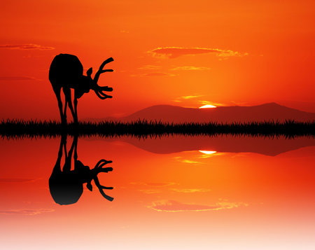 deer in the forestの写真素材