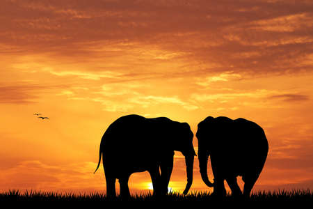 elephant silhouette at sunsetの写真素材