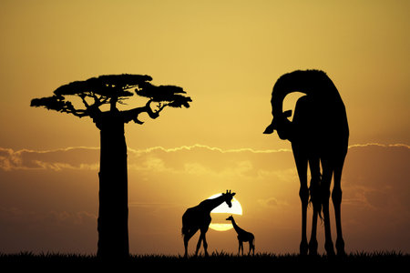 Giraffe at sunsetの写真素材