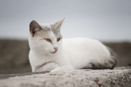 cat on roofの写真素材
