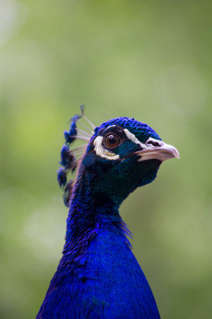 Peackokの写真素材