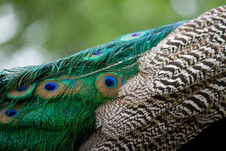 peacock feathersの写真素材