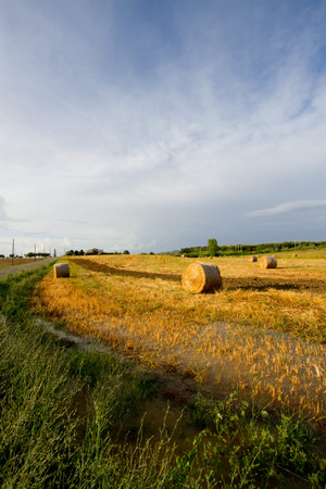 Hay field in Tuscany