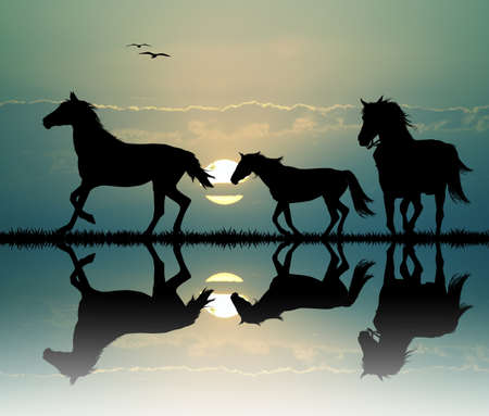 foals gallop at sunsetの写真素材