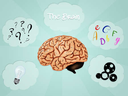 the brainの写真素材