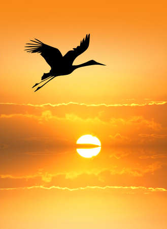 Stork silhouette at sunsetの写真素材