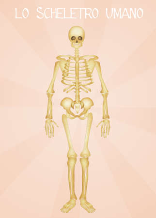 Human skeletonの写真素材