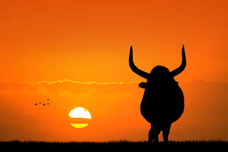Bull at sunsetの写真素材