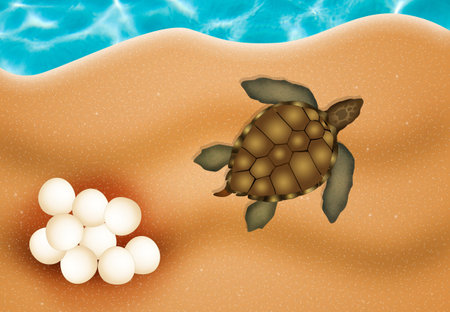 sea turtle eggsの写真素材