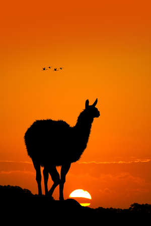 Lama at sunsetの写真素材