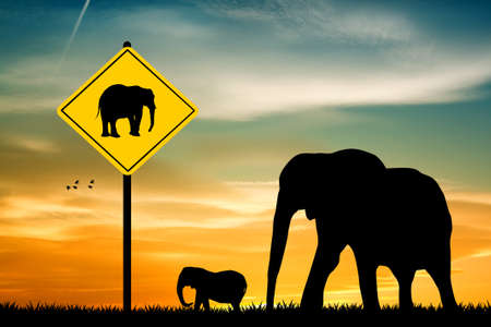 attention Elephant Crossingの写真素材