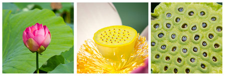 lotus flower collageの写真素材