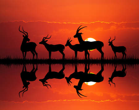 gazelle silhouette in African landscapeの写真素材