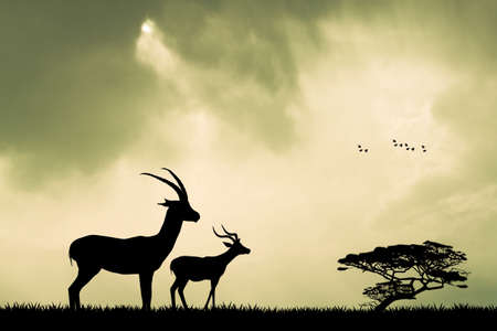gazelle silhouette at sunsetの写真素材