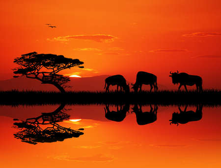 wildebeest silhouette at sunsetの写真素材