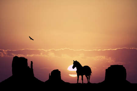 horse in the desertの写真素材
