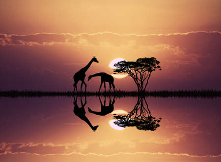 giraffe in African landscapeの写真素材