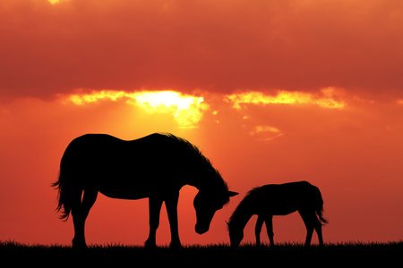 horse and pony at sunsetの写真素材