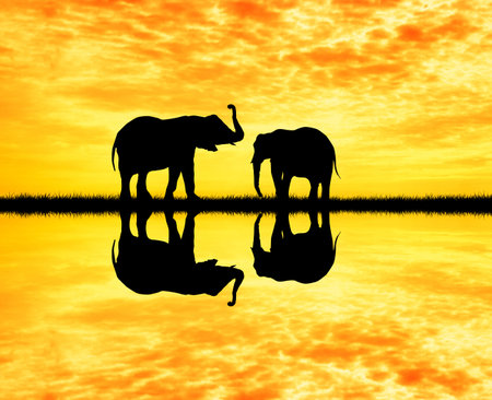elephants silhouette at sunsetの写真素材