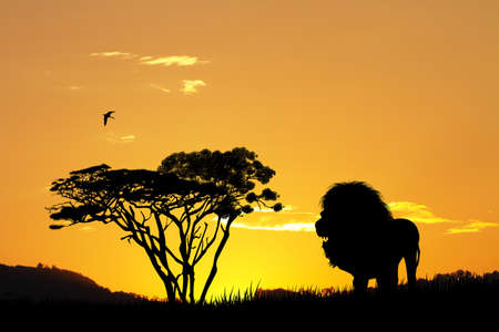 lion silhouette at sunsetの写真素材
