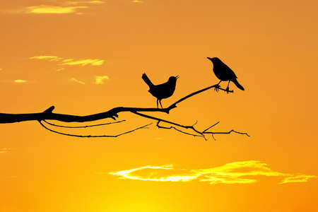 birds in love on branchesの写真素材