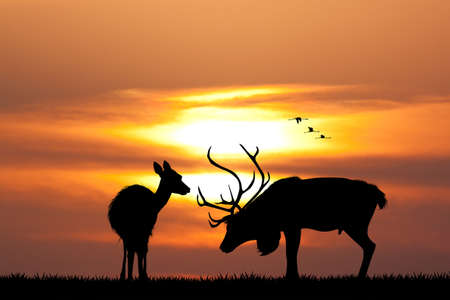 deer at sunsetの写真素材