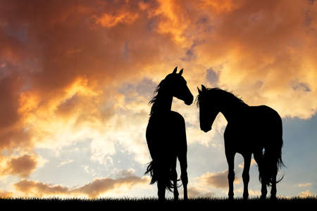 horses silhouette in love at sunsetの写真素材