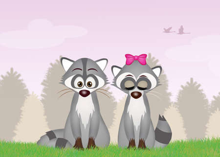 raccoons in the forestの写真素材