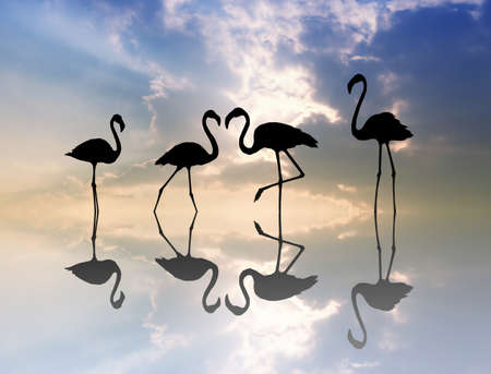 pink flamingos at sunsetの写真素材