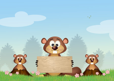 Groundhog in the meadowの写真素材