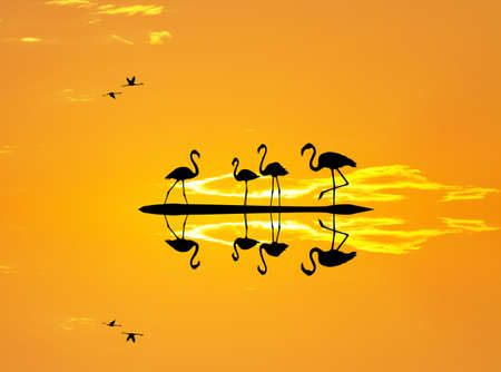 pink flamingos in the waterの写真素材