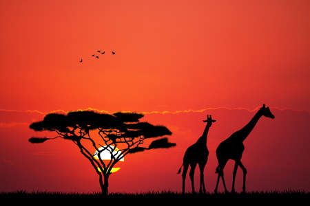 giraffe at sunsetの写真素材