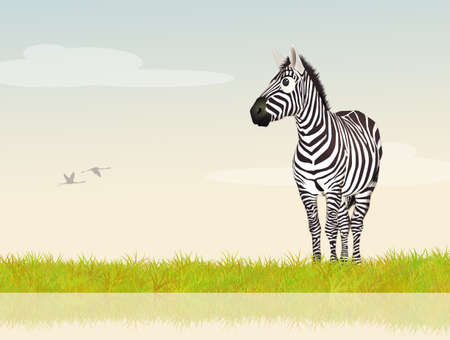 zebra on riverの写真素材
