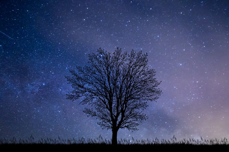 Tree at night with starry sky