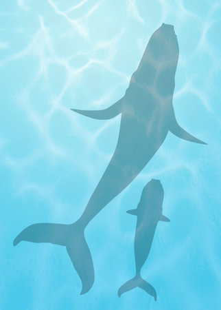 whales from aboveの写真素材