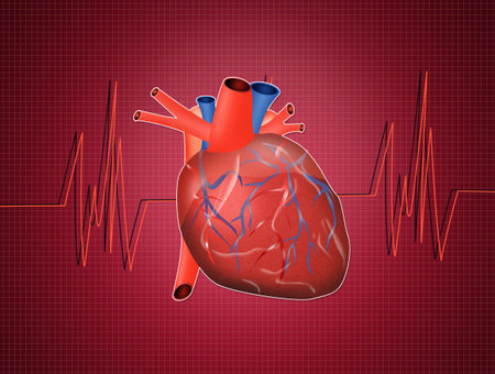 illustration of electrocardiogram