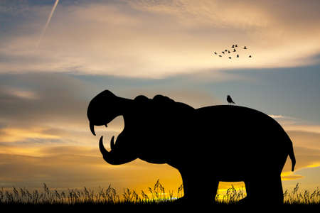 hippo silhouette at sunsetの写真素材