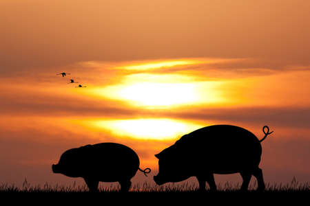 pigs at sunsetの写真素材