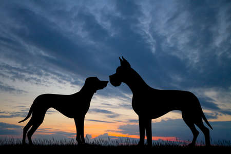 Illustration of dogs sniffの写真素材