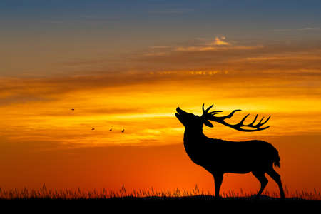 illustration of deer at sunsetの写真素材
