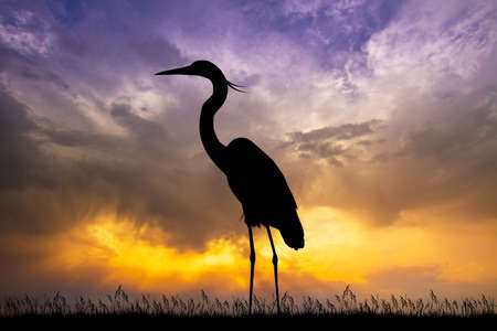 heron at sunsetの写真素材