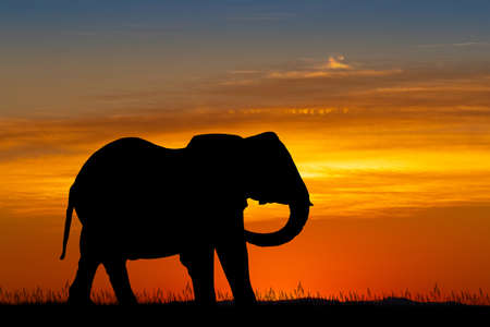 illustration of elephant silhouette at sunsetの写真素材