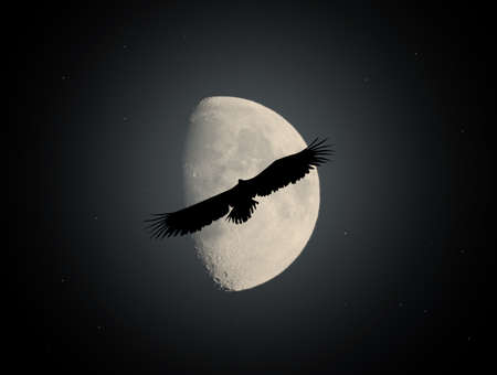 sea eagle in the moonlightの写真素材