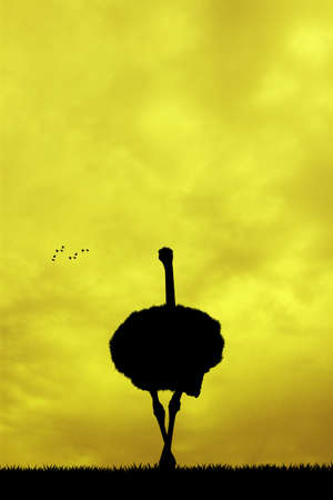 Ostrich at sunsetの写真素材